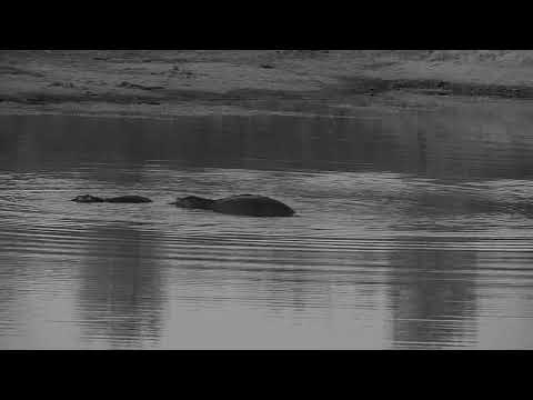 Djuma: Hippos starting to get active in the water - 17:24 - 06/29/21