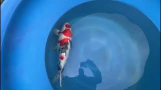 video van Maruten Showa 2311014