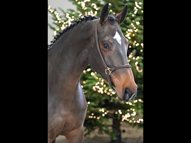 Daytona Nlg Z - walk & 360