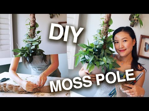 download lagu mp3 mp4 Moss Pole, download lagu Moss Pole gratis, unduh video klip Moss Pole