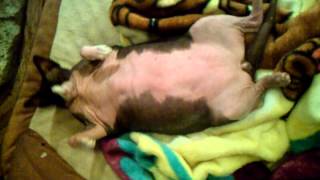 Funny Cat - Fat Sphynx