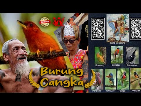 Burung Cangka 🔴 William Lanjak - Apai Janggut Bandi Anak Ragai Dayak Iban Sungai Utik