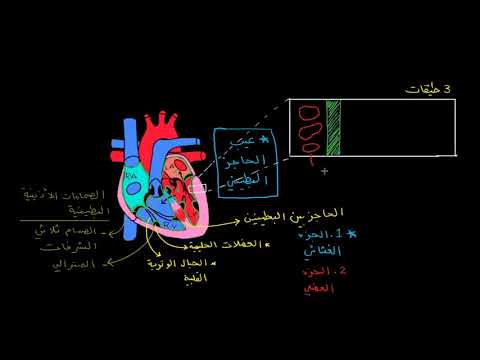 الصف الثاني عشر الأحياء  التشريح وعلم وظائف الأعضاء طبقات جدار القلب