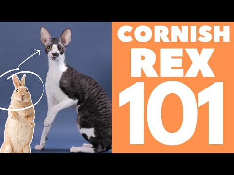 Cornish Rex Cat 101 : Breed & Personality