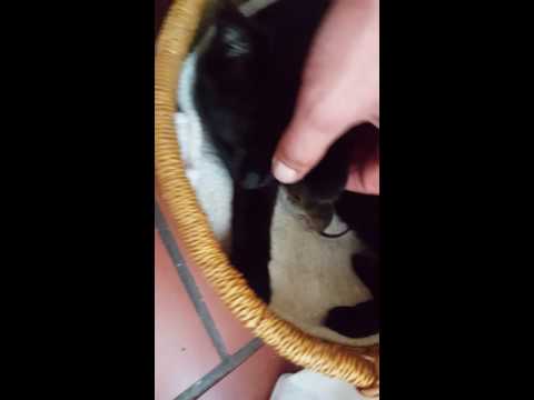 gaia avec son bébé musaraigne