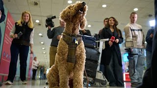 Llega a Grecia un vuelo de repatriación con mascotas y sus dueños desde Abu Dabi