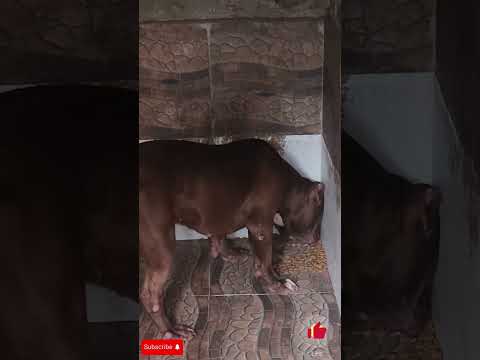 pitbull monster nuwan #lekthebestkennel