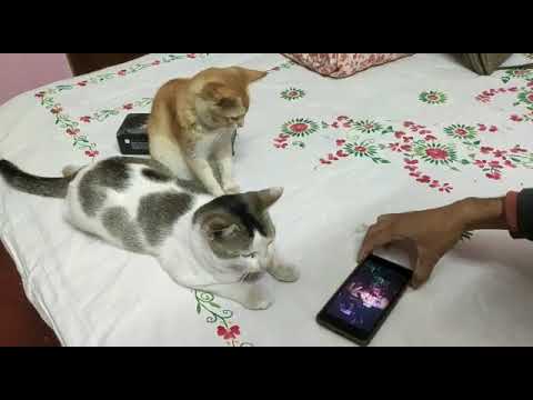 Cats watching Farzi trailer review by @rupamsreview 😃😃😃