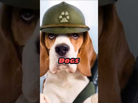 The WAR Of Stray DOG: The Greece - Bulgarian War of 1925