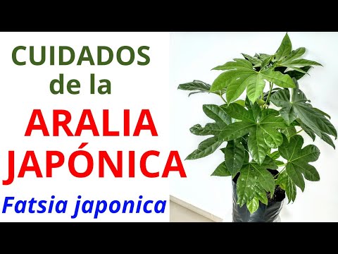 , title : 'CUIDADOS DE LA ARALIA JAPÓNICA, Fatsia japonica'