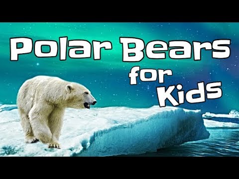 Polar Bears for Kids