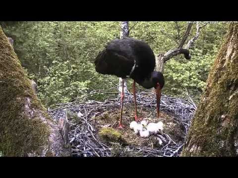 Estonian Black Storks: Fish for supper