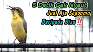 Download lagu SOGON BETINA CUIT CUIT MEMANGGIL JANTAN BIKIN CEPAT NAIK EMOSI‼️HANYA SEBENTAR LANGSUNG NEMBAK GACOR mp3 Download lagu SOGON BETINA CUIT CUIT MEMANGGIL JANTAN BIKIN CEPAT NAIK EMOSI‼️HANYA SEBENTAR LANGSUNG NEMBAK GACOR mp3
