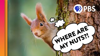 How Do Squirrels Find Their Nuts