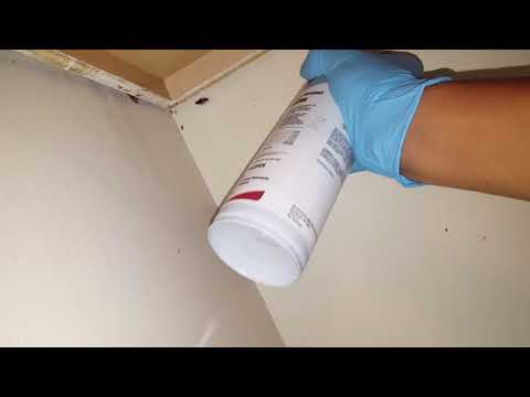 Cockroaches Infest Apartment in Point Pleasant, NJ