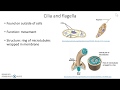Cilia and flagella