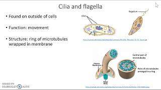 Cilia and flagella
