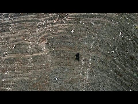 Video Thumbnail: Bear wanders arid landscape in Colombia amid water crisis | AFP