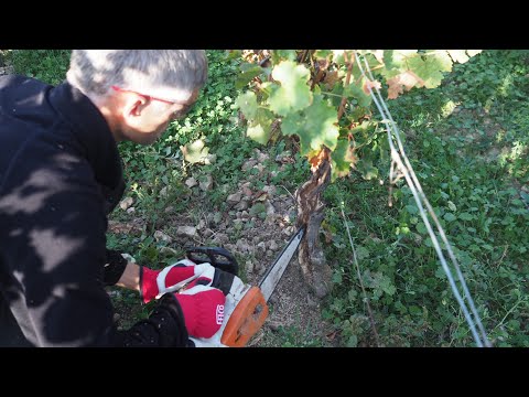 Curetage: vine surgery for Esca in action with François Dal