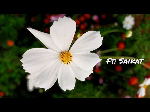 Nature's Beauty।। Ft:Saikat....