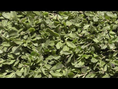 Kurapia: Keeping Function and Beauty of Lawn with Less Water