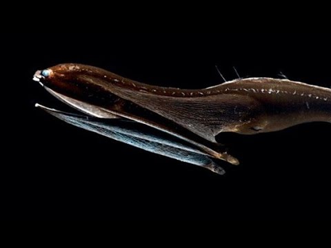 Facts: The Gulper Eel (Pelican Eel)