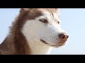 RIP Laika The Husky