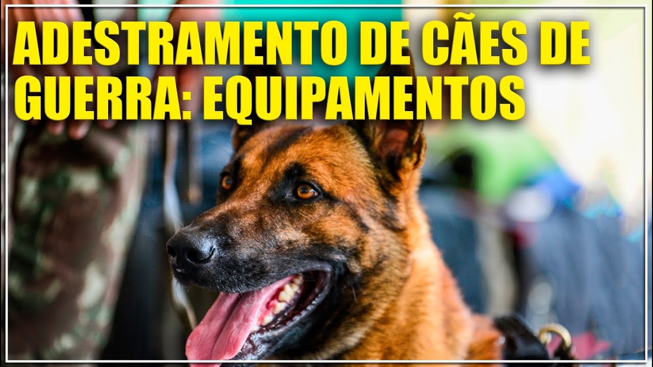 Armado e equipado - Equipamentos para Adestramento de Cães de Guerra