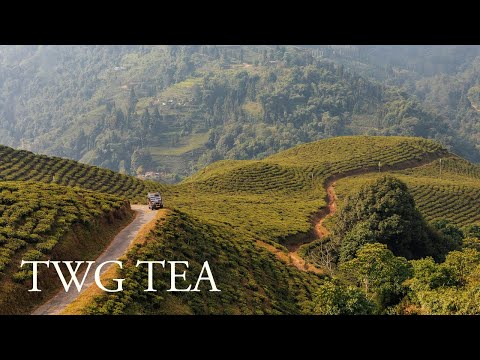 TWG Tea Origin Stories | Journey to Darjeeling Tea Plantation (VR 360° Video)