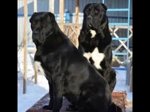 What to Expect When You Own a Central Asian Shepherd: A Comprehensive Guide