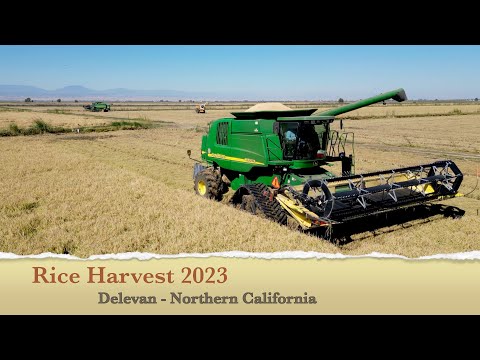 Rice Harvest 2023 - Delevan California 🌾 #Rice #johndeere #4k #usa #harvest