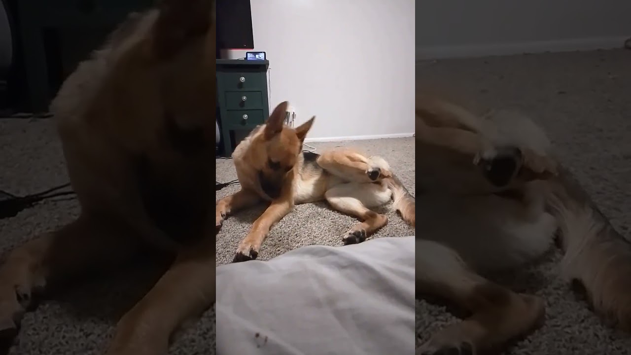 #cute #adorably #funny #penguin #comedy #funnyanimals #adorable #wholesome #whatareyoudoing