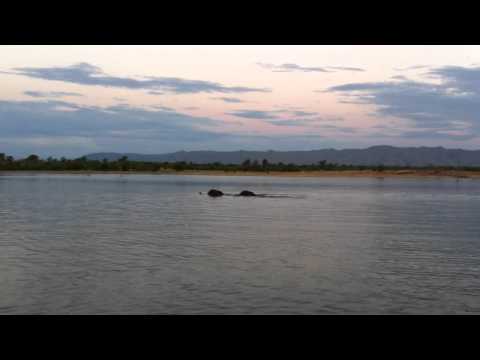 crocodile goes for elephant on lake Kari