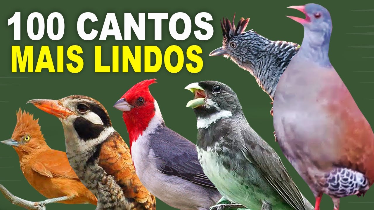 100 MOST BEAUTIFUL BIRD SONG IN BRAZIL | Tinamou, cardinal, trinca-ferro, bluebird, rail canary