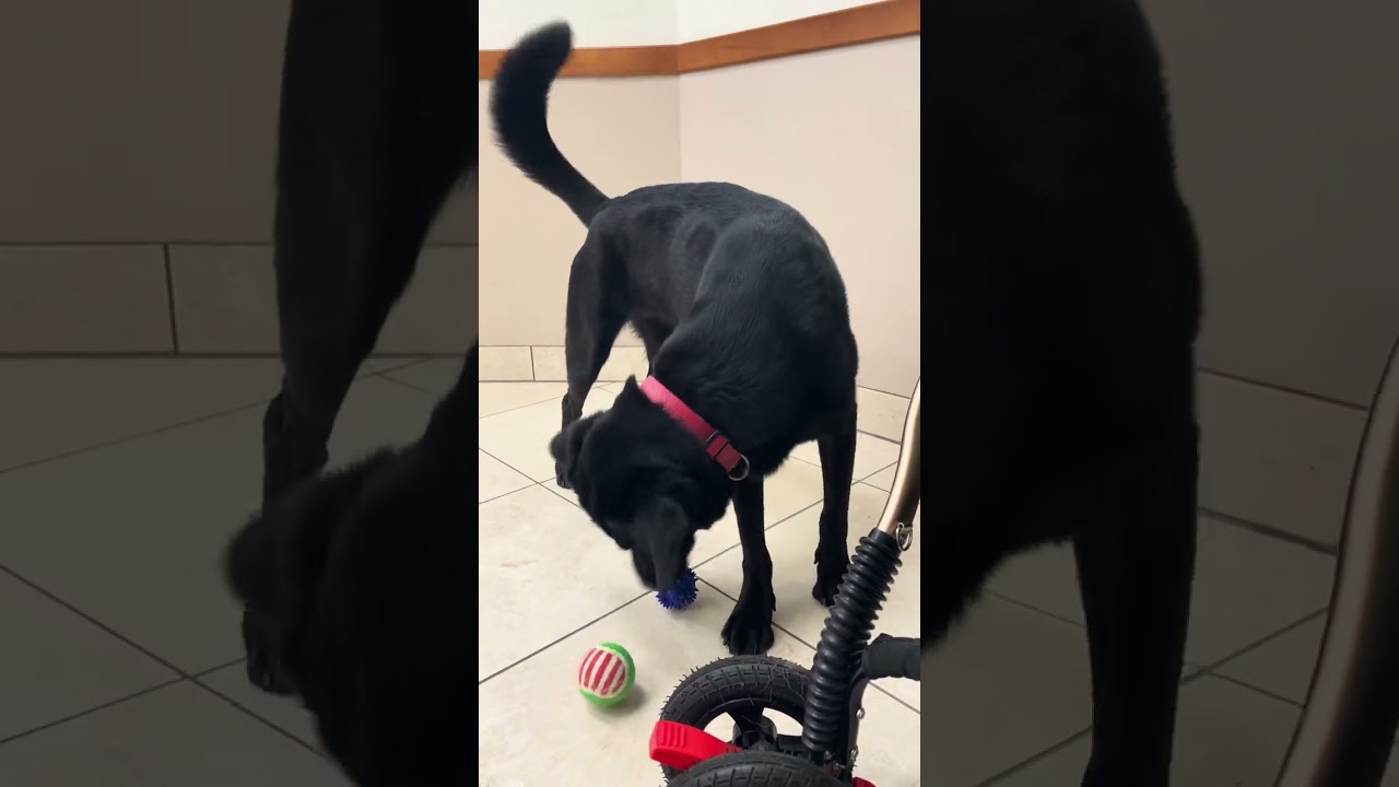 Enlarge Ember, a Adoptable mixed breed in Los Angeles, CA video 6/6