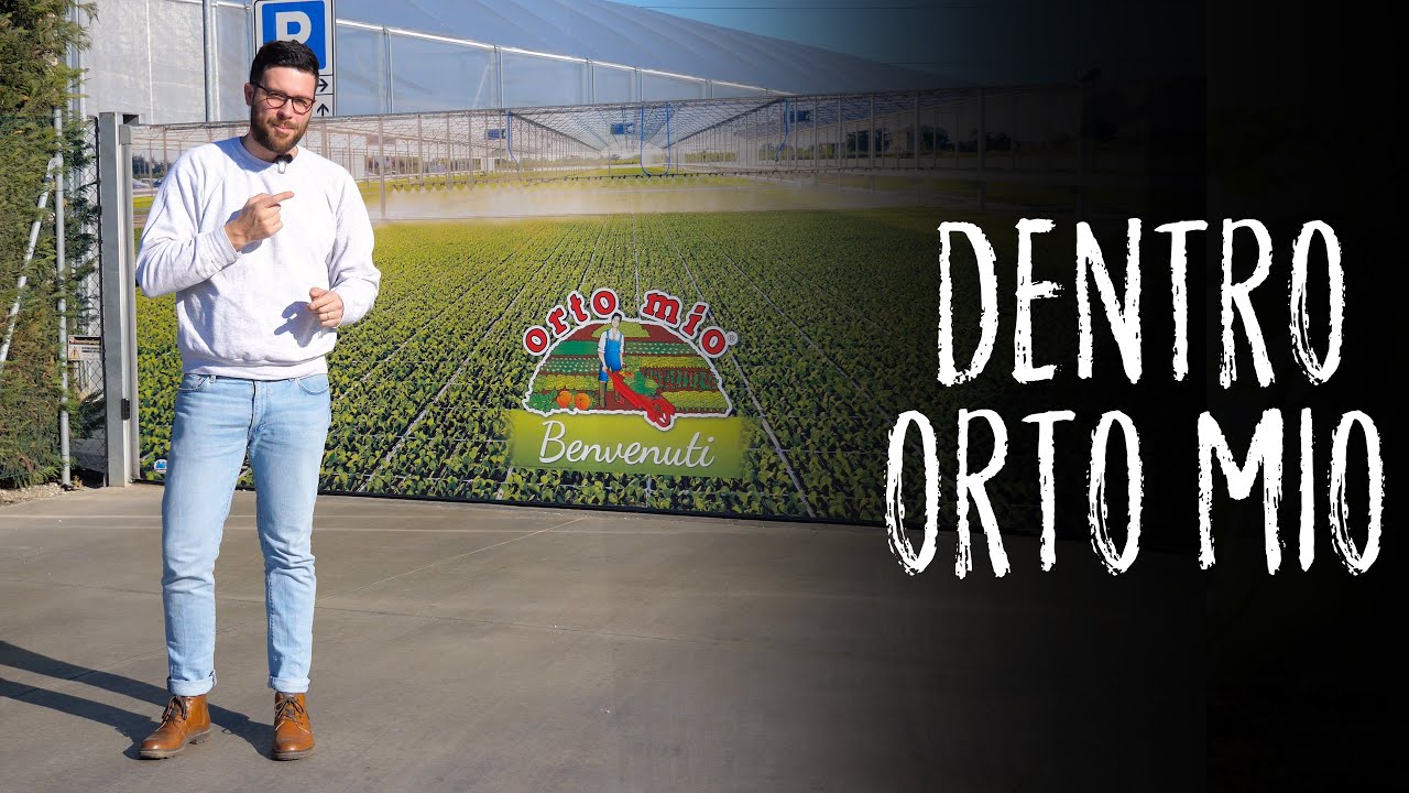 Watch Now Avete mai visto 14.000 piantine di POMODORO Visita a ORTO MIO Avete mai visto 14.000 piantine di POMODORO Visita a ORTO MIO
