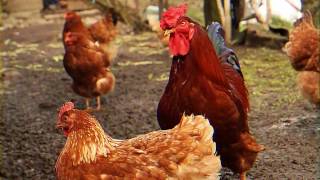 Spencer Burton- Broken Hearts and Broken Chains (Lyric Video)