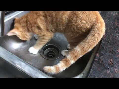 Cat uses kitchen sink for a litter box!!!