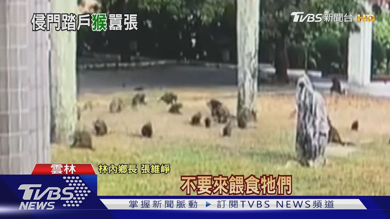 侵門踏戶!26隻猴入侵校園 搶學生早餐
