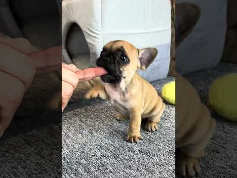 Video 1