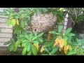 Bald-Faced Hornets Nest Cleverly Hidden in a Shrub in South Bound Brook, NJ