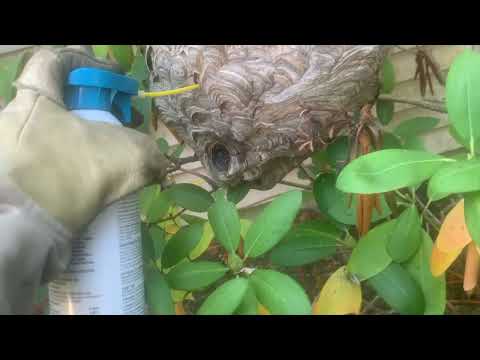 Bald-Faced Hornets Nest Cleverly Hidden in a Shrub in South Bound Brook, NJ