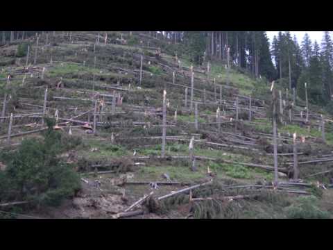 Defrișari Pojorâta