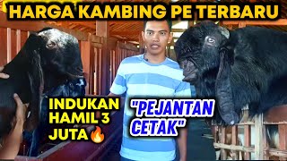 Download lagu Harga Kambing PE Terbaru‼️ Indukan Hamil 3 Juta Pejantan Cetak Super mp3 Download lagu Harga Kambing PE Terbaru‼️ Indukan Hamil 3 Juta Pejantan Cetak Super mp3