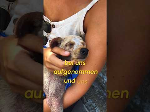 Wie alles anfing.. #shorts #hunde #hunderettung #vanlifediaries