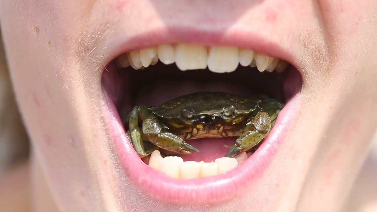 The shore crab - one of the archipelago's most useful scavengers
