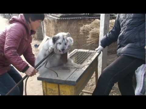 Never-Before-Seen Footage: Olivia Munn Reveals Graphic Chinese Fur Farm Exposé