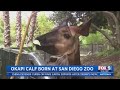 Meet The New Okapi Baby At The San Diego Zoo