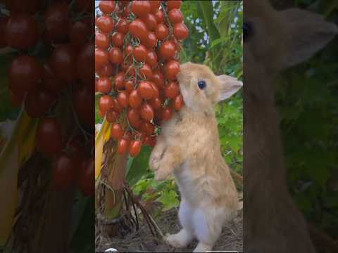 cute rabbit eating fruit 🍑 | soo cute #rabbit #pets #animals #bunnies #shorts