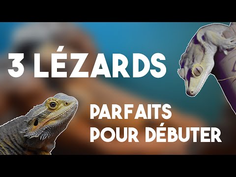 3 LEZARDS PARFAITS POUR DEBUTER ! + 2 bonus pour changer des classiques